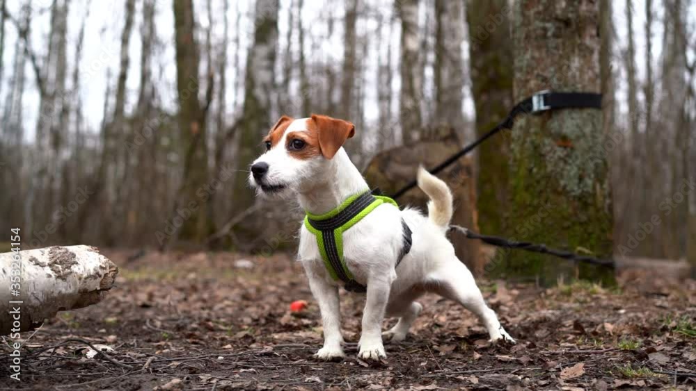 portrait of a white dog in a harness in the forest. the puppy is tied to a tree by a leash, wagging its tail and barking. low angle of view