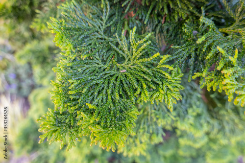 Platycladus is a monotypic genus of evergreen coniferous tree in the cypress family Cupressaceae, containing only one species, Platycladus orientalis.
