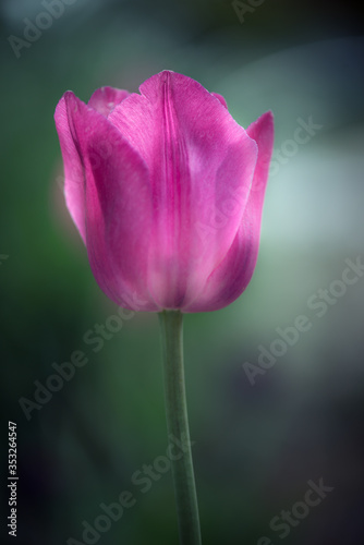 Pink Tulip with intentionally blurred background