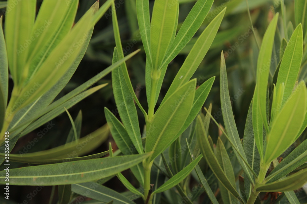 Close up leaves Close up leaves