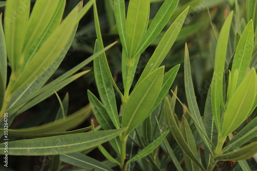 Close up leaves