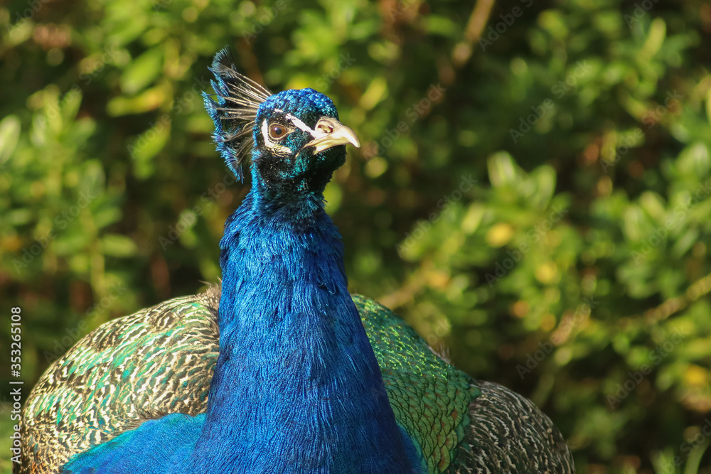 Obraz premium Peacock glaring with its head cocked