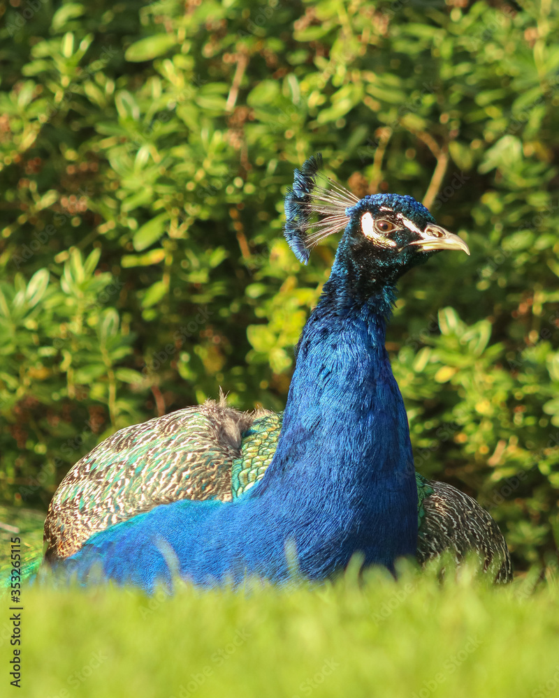 Obraz premium Peacock resting on the grass