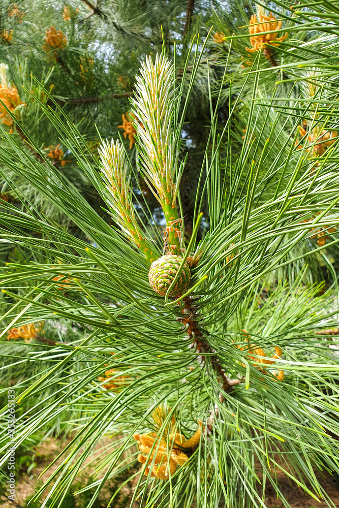 Young green pine cone and long needles on a coniferous tree with back light Young green pine cone and long needles on a coniferous tree with back light