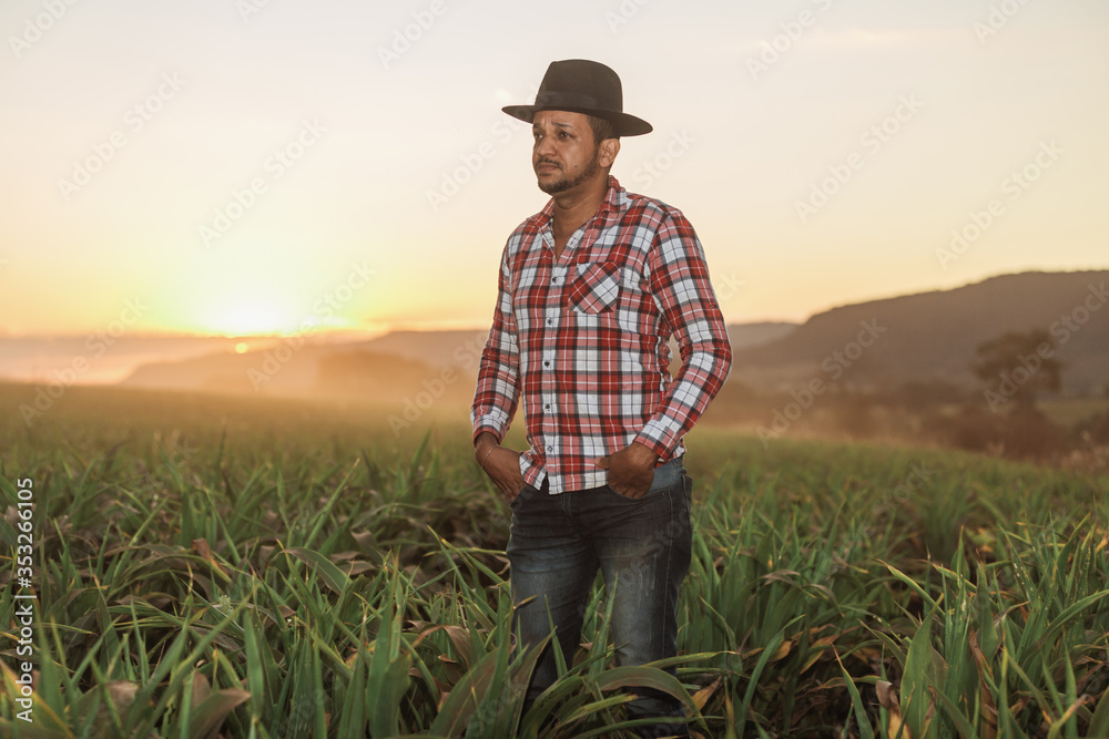 Businessman with a tablet checks the ears of corn. Concept of agricultural business. Agronomist working in the field, examines the ripened ears of corn. Businessman working in agriculture.