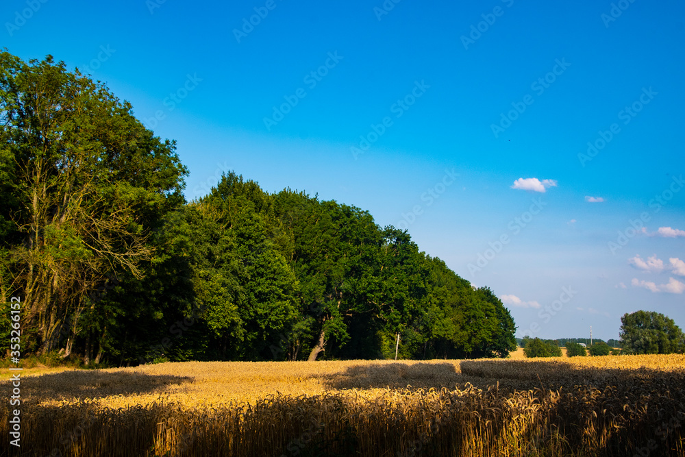 Fototapeta premium Yellow Wheat Ears Field On Blue Sunny Sky Background. Rich Harvest Wheat Field Fresh Crop Of Wheat