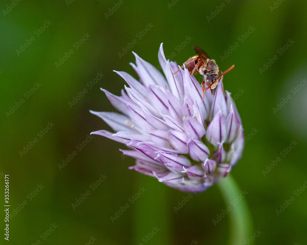 Bee on a chive flower.