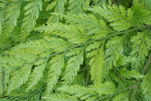 Closeup of a forty year old fern.