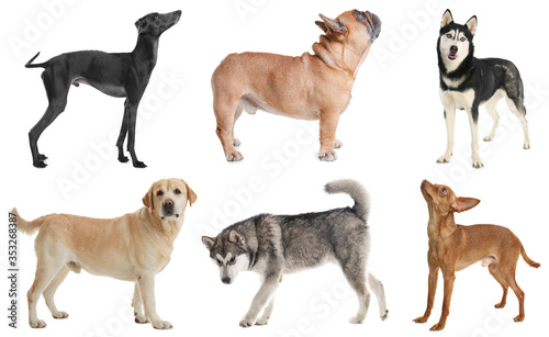 Set of different dogs on white background