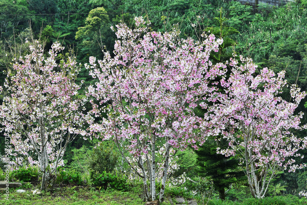 Pink cherry blossoms on mount in Taitung, Taiwan
