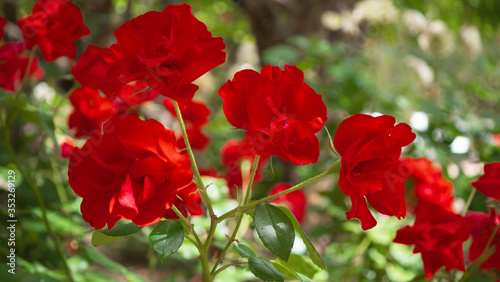 Beautiful roses in the garden  roses for Valentine s Day.