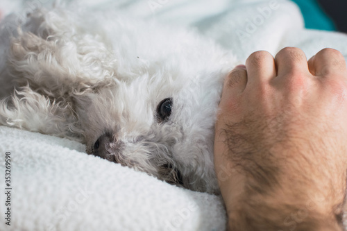 Photos mano acariciando un perro caniche blanco durmiendo sobre la cama