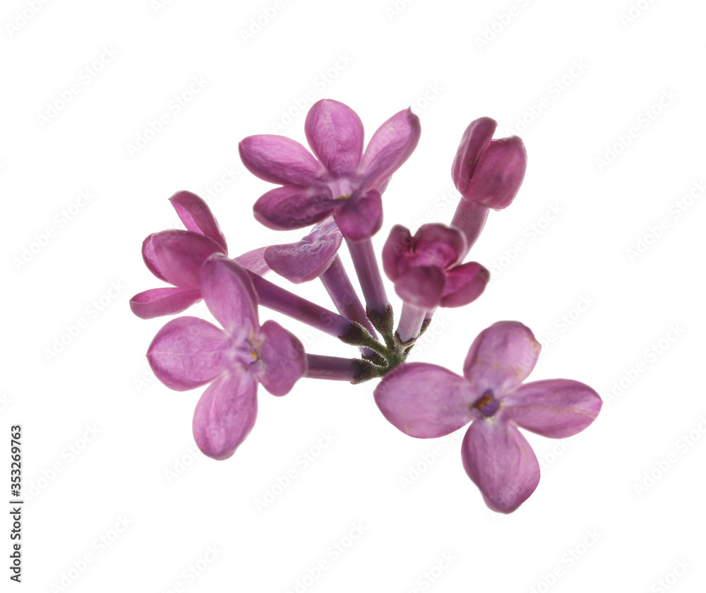 Beautiful purple lilac blossom isolated on white Beautiful purple lilac blossom isolated on white
