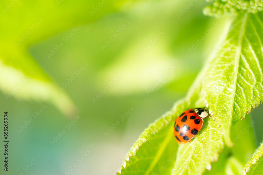 Green fresh grass leaves with selective focus and ladybug in focus during positive sunny day, shiny nature macro shot with blurred copy space. Green fresh grass leaves with selective focus and ladybug in focus during positive sunny day, shiny nature macro shot with blurred copy space.