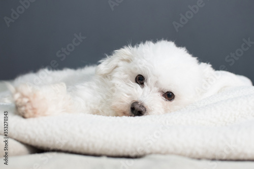 perro caniche blanco durmiendo sobre la cama