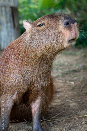 Wallpaper Mural Cute photo of a capybara from Peru Torontodigital.ca