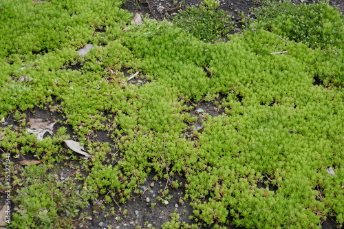 Bright green tiny plants ground cover © Adventuring Dave