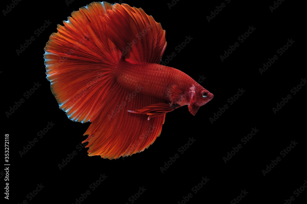 Close up art movement of Red betta fish,Siamese fighting fish isolated on black background. Close up art movement of Red betta fish,Siamese fighting fish isolated on black background.