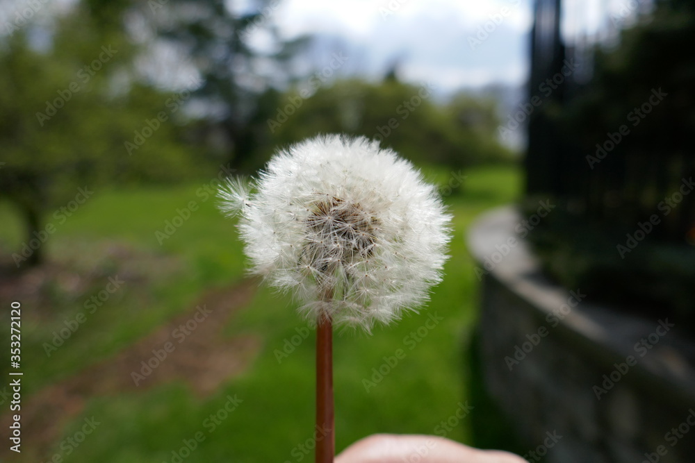 Dandelion seeds close-up with public park out of focus in background Dandelion seeds close-up with public park out of focus in background