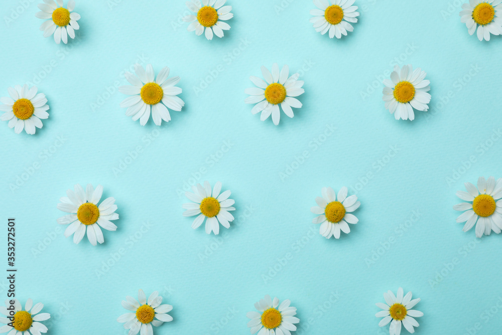 Flat lay composition with beautiful chamomiles on light blue background