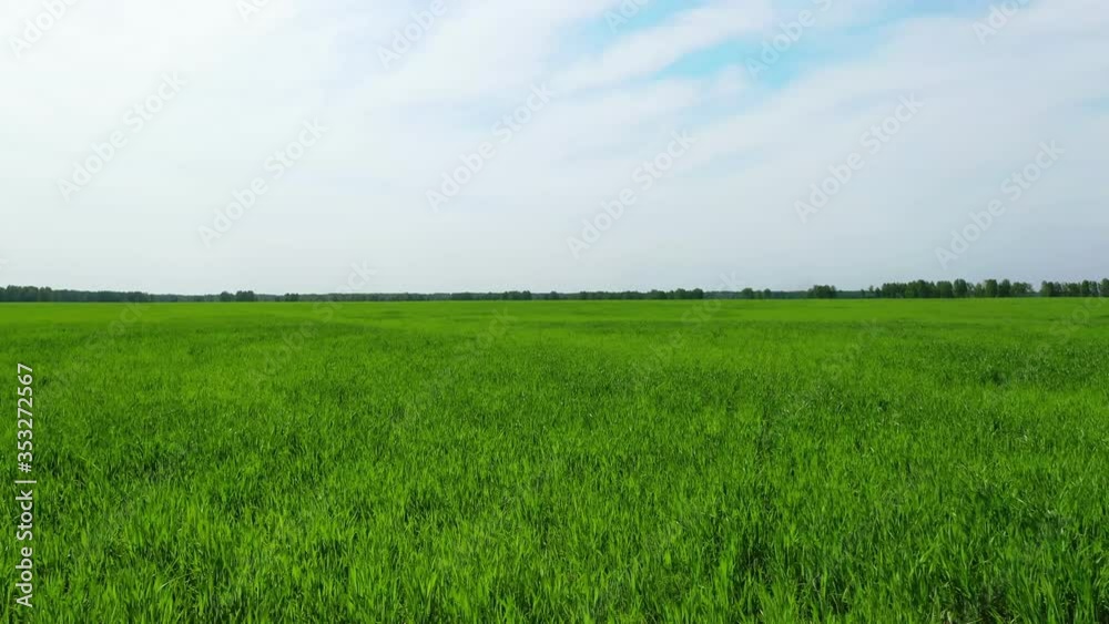 Young green wheat seedlings growing on a field. Agricultural field aerial view Young green wheat seedlings growing on a field. Agricultural field aerial view