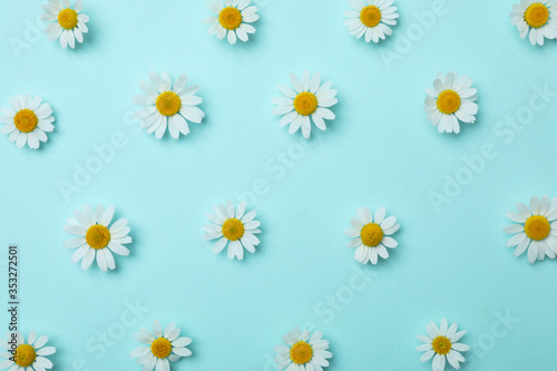 Flat lay composition with beautiful chamomiles on light blue background