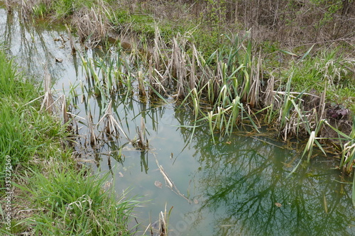Εκτύπωση καμβά Bright green algae covering muddy vernal pool with march plants