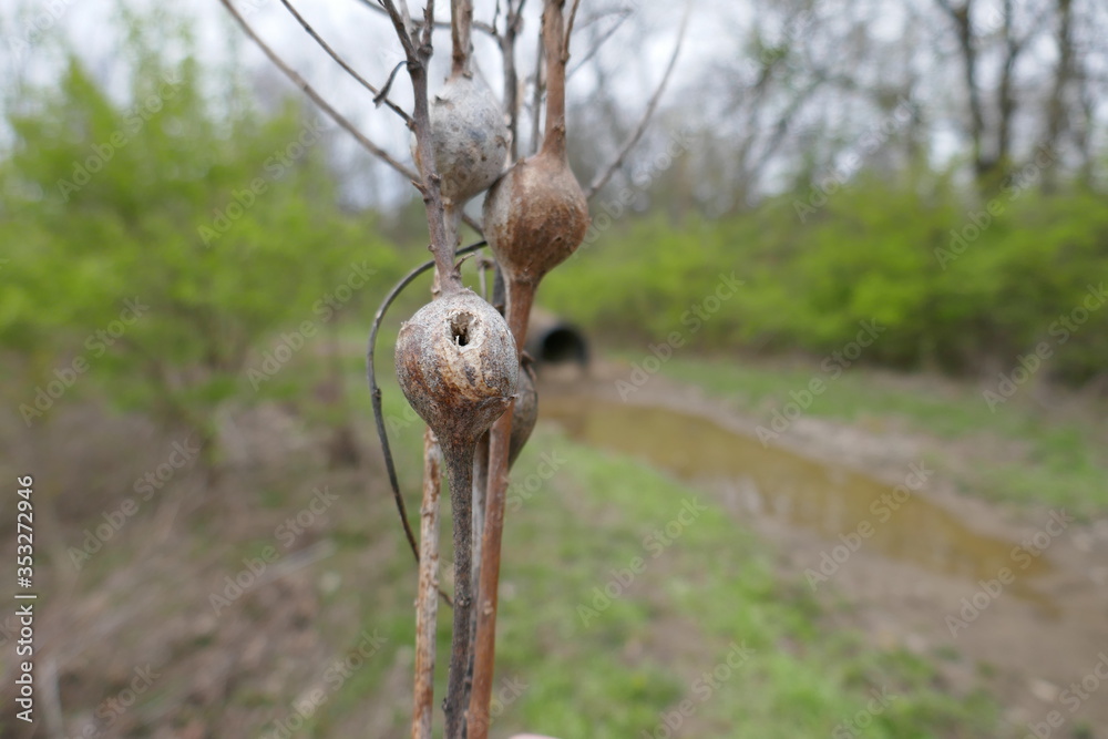 Goldenrod gall fly larvae swelling on dead plant stem Stock Photo