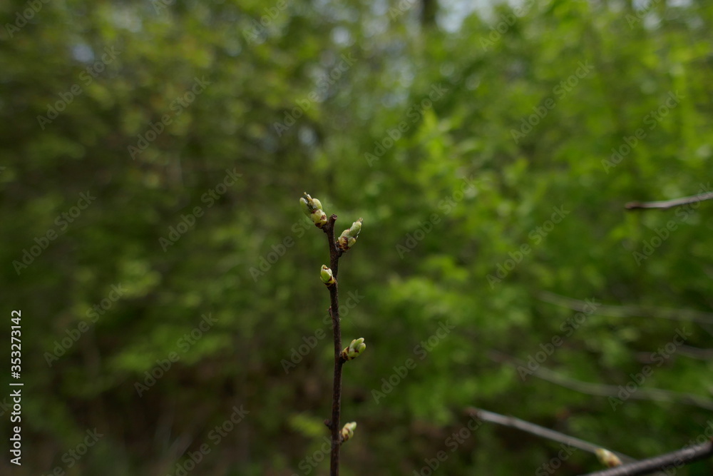 Tree buds showing new life growing on branch