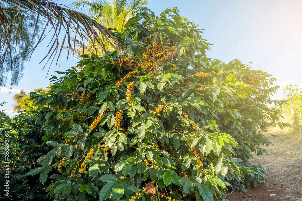 Fresh Arabica coffee berries on the tree in the coffee farm, Sul de Minas, Brazil, a coffee grower’s utopia. Organic farm. Brazilian coffee. Close-up. Soft sunlight. Fresh Arabica coffee berries on the tree in the coffee farm, Sul de Minas, Brazil, a coffee grower’s utopia. Organic farm. Brazilian coffee. Close-up. Soft sunlight.