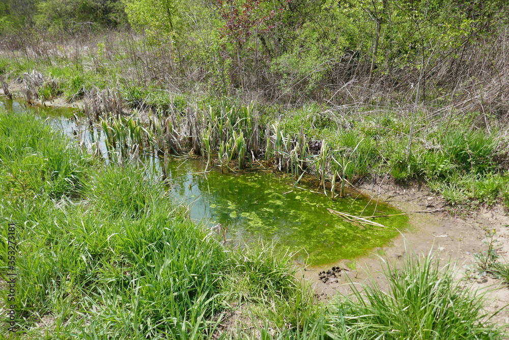 Marsh plants in reflective pond with muddy sides Marsh plants in reflective pond with muddy sides