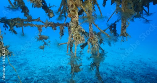 tunicates under the wing of air plane wreck underwater with some tubeworms ocean scenery photo