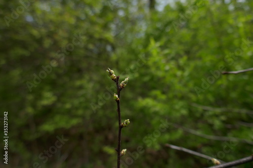 Tree buds showing new life growing on branch © Adventuring Dave