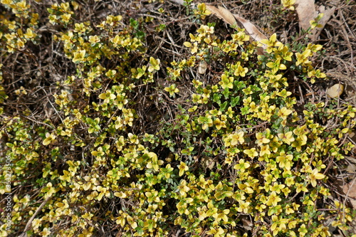 Ground cover plants with flowers background