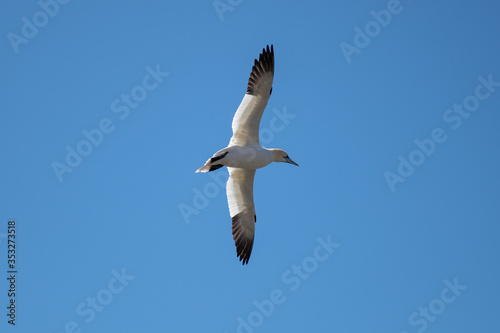 A single wild gannet  a seabird  yellow head  white with dark tip wings soars through the blue sky. The bird has its wings open wide with its eyes looking downward as it hunts for food.  