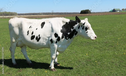 Closeup isolated profile view of Holstein cow standing in the field with farm buildings in behind