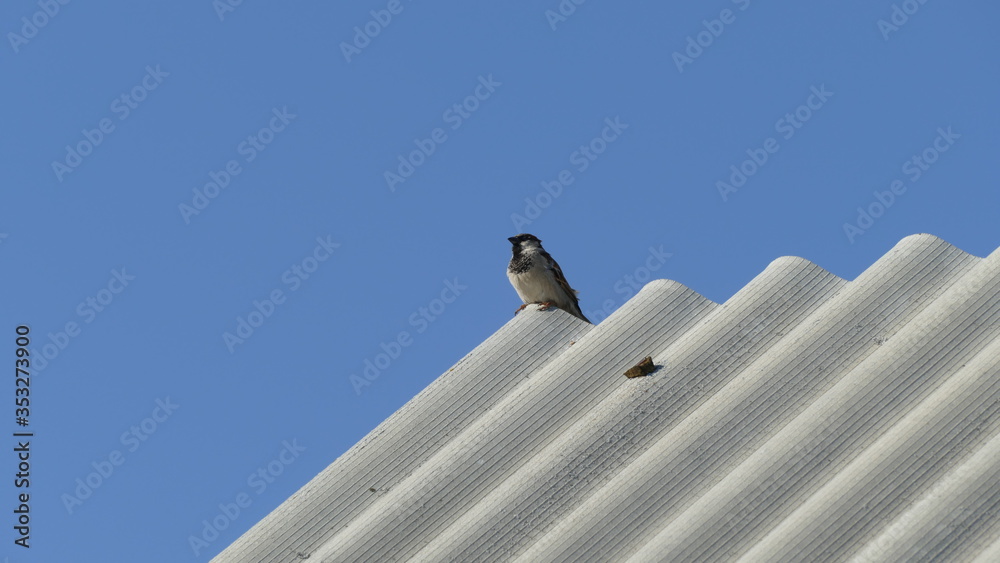 a Sparrow sits on the roof of a house a Sparrow sits on the roof of a house