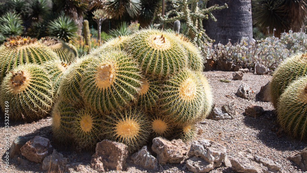 Close up view of big cactus Golden Barrel, Golden Barrel Cactus
Echinocactus grusonii. Daylight, outdoor, botanic garden. Stanford cactus garden.
Close up view of big cactus Golden Barrel, Golden Barrel Cactus
Echinocactus grusonii. Daylight, outdoor, botanic garden. Stanford cactus garden.