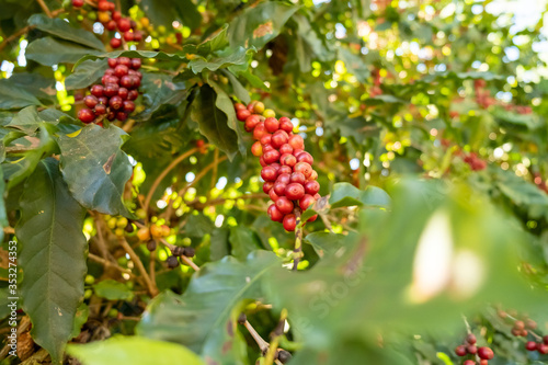 Fresh red Arabica coffee berries on the tree in the coffee farm, Sul de Minas, Brazil, a coffee grower’s utopia. Organic farm. Brazilian coffee. Close-up. Soft sunlight.