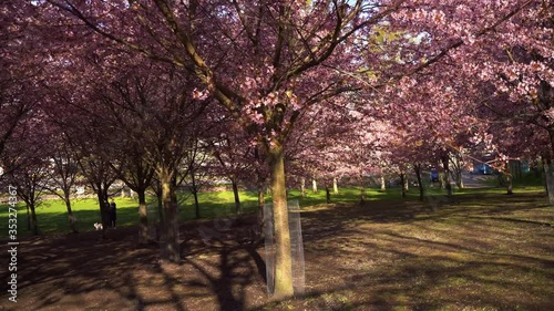 Helsinki Cherry Tree Blossom Camera Tracking Nr3 4K Prores422. Filmed at Roihuvuori Cherry Tree Park Mother's Day 2020. The place is Roihuvuoren kirsikkapuisto. Mp4 and more photos available photo