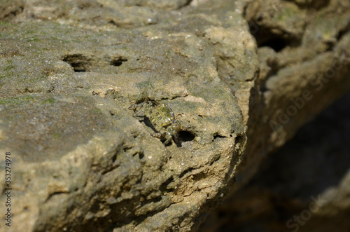 Crab on the rocks.