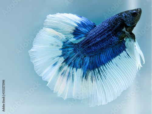Close up art movement of Blue colour betta fish,Siamese fighting fish isolated on blue background.