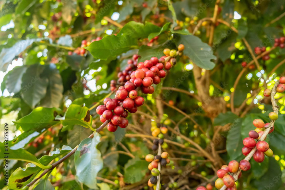 Fresh red Arabica coffee berries on the tree in the coffee farm, Sul de Minas, Brazil, a coffee grower’s utopia. Organic farm. Brazilian coffee. Close-up. Soft sunlight.