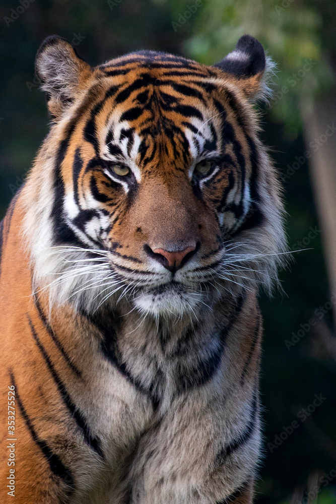 Portrait of Sumatran Tiger with a menacing stare. Portrait of Sumatran Tiger with a menacing stare.
