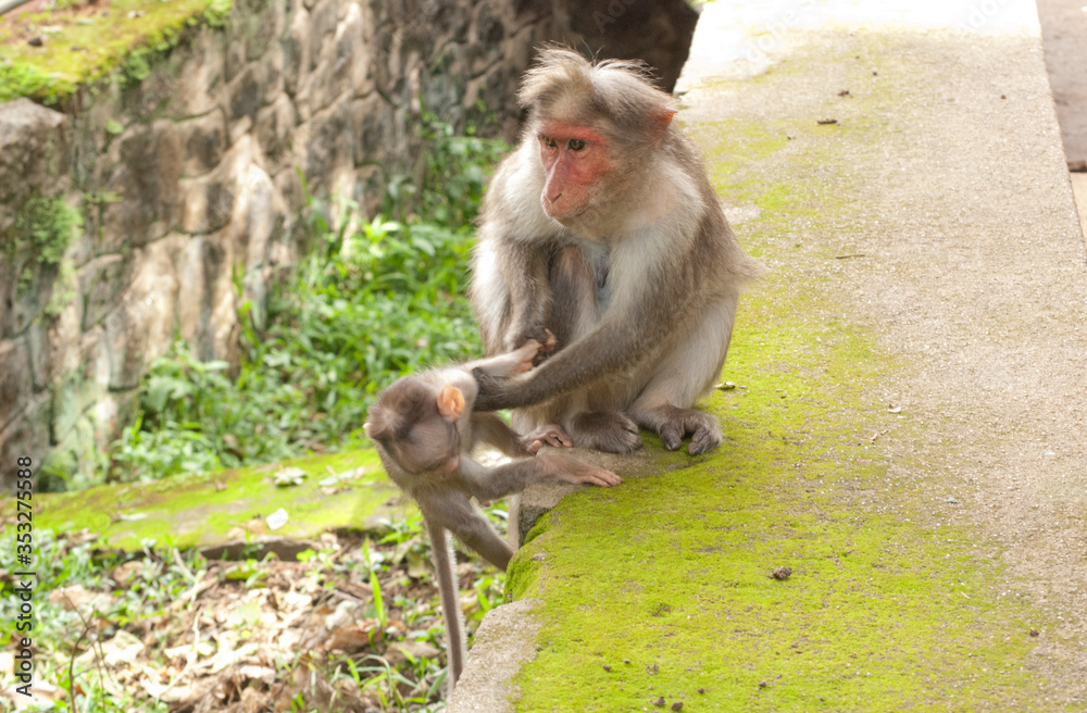 Fototapeta premium A mother macaque helping its baby climb up a steep wall