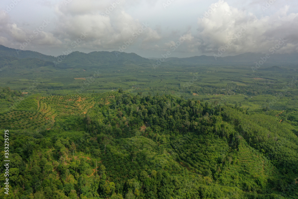 Aerial view of oil palm and rubber tree plantations