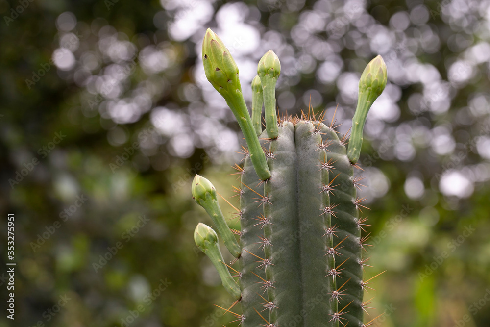 cactus in bloom
Close up of cactus cactus in bloom
Close up of cactus