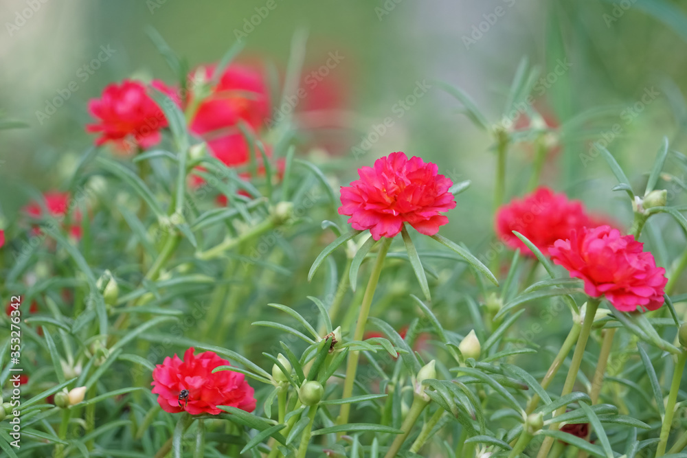 Red flowers in the garden