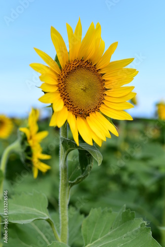 Sunflower in front of clear blue sky