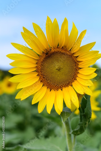 Closeup of sunflower in front of a clear blue sky with a bee inside.